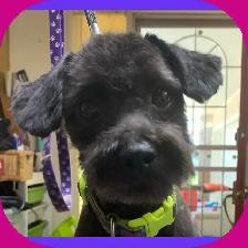 Same Day Dog Grooming - Photo 7