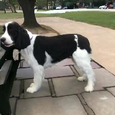 Same Day Dog Grooming - Photo 8