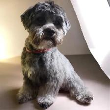 Same Day Dog Grooming - Photo 9