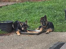 German shepherd