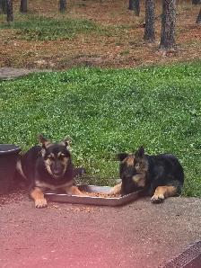German shepherd - Photo 2