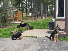 German shepherd - Photo 3