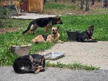 German shepherd - Photo 4