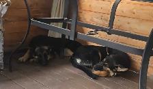 German shepherd - Photo 5