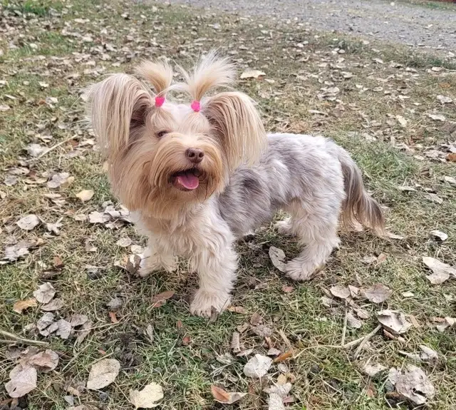 Young adult rare yorkie girl