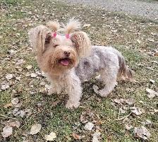 Young adult rare yorkie girl