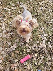 Young adult rare yorkie girl - Photo 2