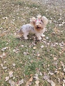 Young adult rare yorkie girl - Photo 3