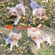 Young adult rare yorkie girl - Photo 4