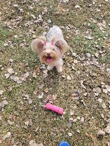 Young adult rare yorkie girl - Photo 5