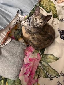 Three month  old kitten colorful  female. Free in Sidney. - Photo 2