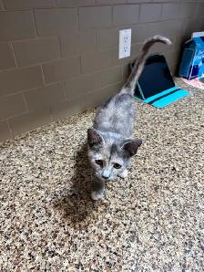 Three month  old kitten colorful  female. Free in Sidney. - Photo 3