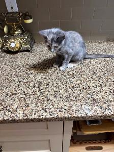 Three month  old kitten colorful  female. Free in Sidney. - Photo 4