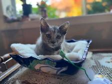 Colorful kitten female 3 months old free Sidney. 672-974-5112