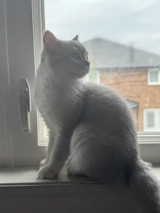 British Kittens Nutered