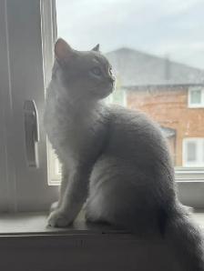 British Kittens Nutered