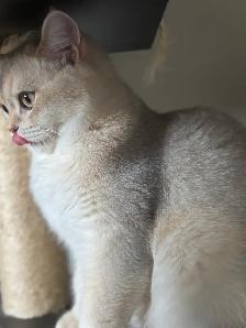 British Kittens Nutered - Photo 4