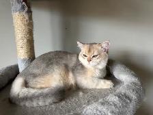 British Kittens Nutered - Photo 7