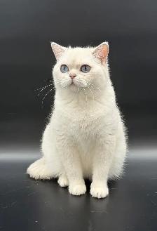 British Kittens Nutered - Photo 8