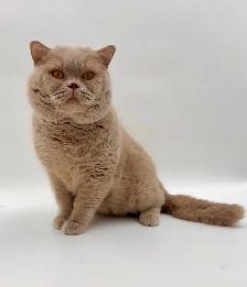 British Kittens Nutered - Photo 9
