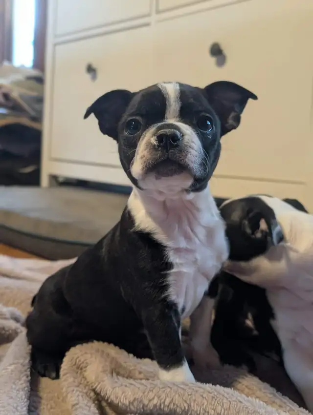 Chiots Boston Terrier