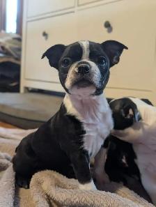 Chiots Boston Terrier
