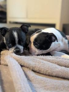 Chiots Boston Terrier - Photo 2