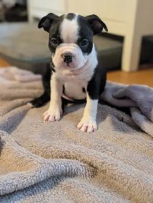 Chiots Boston Terrier - Photo 3