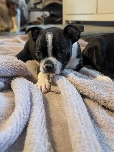 Chiots Boston Terrier - Photo 4