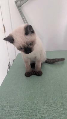 Chaton highland lynx - Photo 4