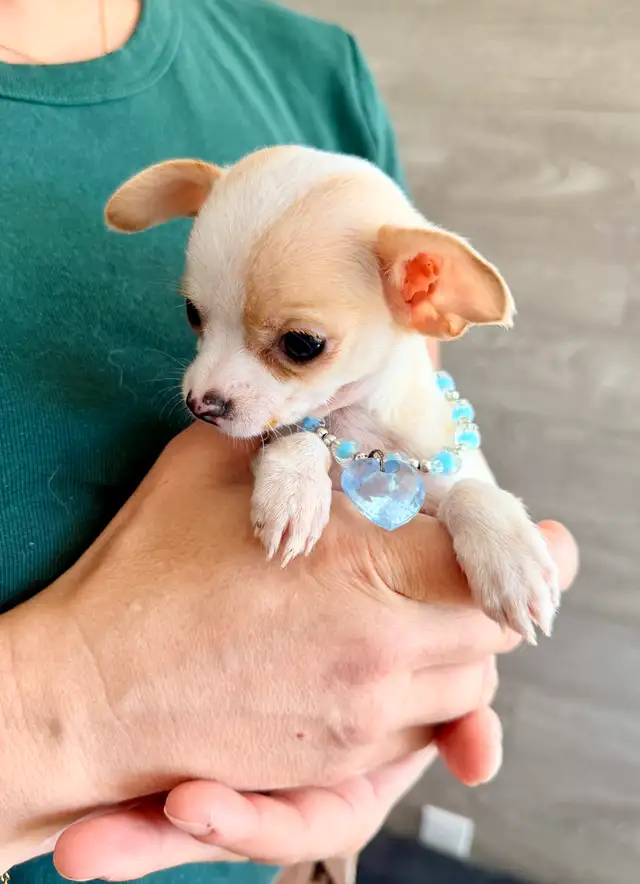 Portée de chihuahua