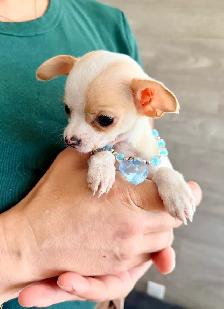Portée de chihuahua