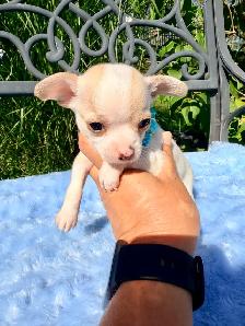 Portée de chihuahua - Photo 2