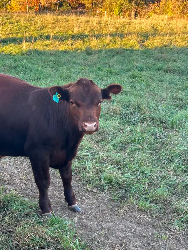 Red angus bull for sale