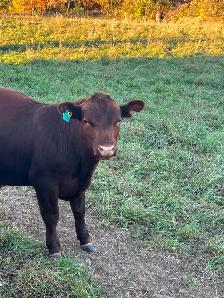 Red angus bull for sale