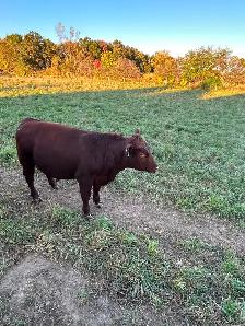 Red angus bull for sale - Photo 2