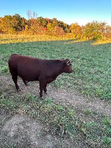 Red angus bull for sale - Photo 3