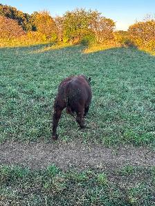 Red angus bull for sale - Photo 4
