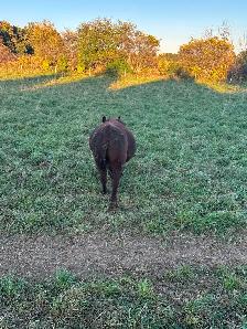 Red angus bull for sale - Photo 5