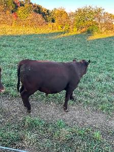Red angus bull for sale - Photo 6