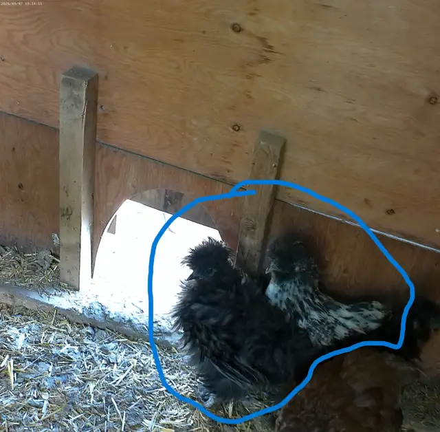 3 SILKIES LEFT!!