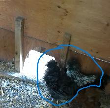3 SILKIES LEFT!!