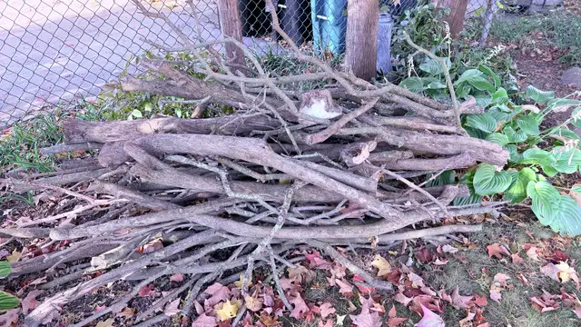 Free Hardwood for firewood.
