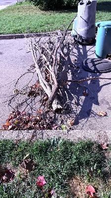 Free Hardwood for firewood. - Photo 3