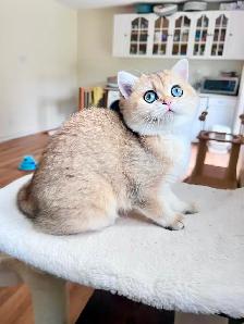 Magnifique petite femelle British Shorthair – LaMajeur Cattery - Photo 2
