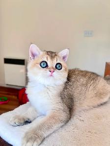 Magnifique petite femelle British Shorthair – LaMajeur Cattery - Photo 6