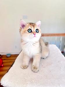 Magnifique petite femelle British Shorthair – LaMajeur Cattery - Photo 7
