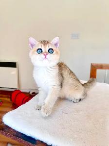 Magnifique petite femelle British Shorthair – LaMajeur Cattery - Photo 8