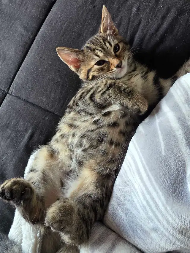 Chatons Bengal Mix à vendre