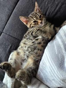 Chatons Bengal Mix à vendre